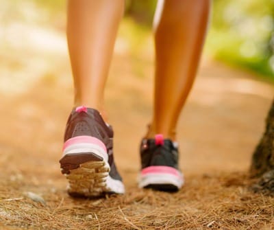 Balade ornithologique au bois de Laurensart en Belgique - Wekty