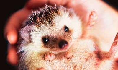 Coffre à Histoires - Bébés N'animaux en Belgique - Wekty