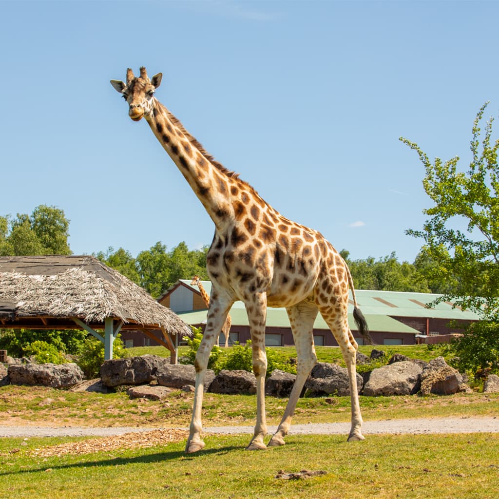Monde Sauvage Safari Parc en Belgique - Wekty