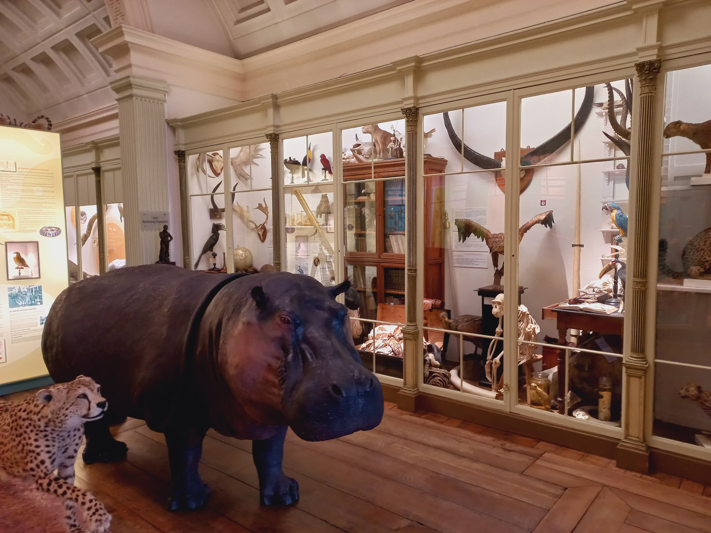 Musée d’Histoire naturelle et Vivarium à Tournai - Sciences - Wekty