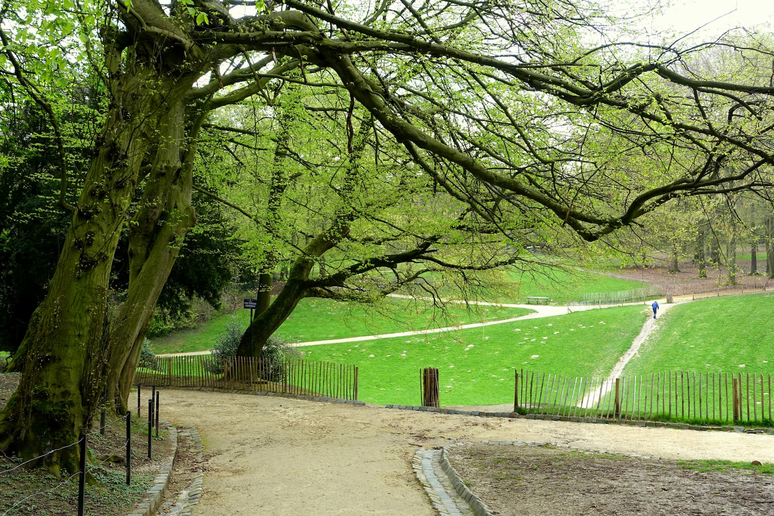 Bois de la Cambre à Bruxelles - Nature - Wekty