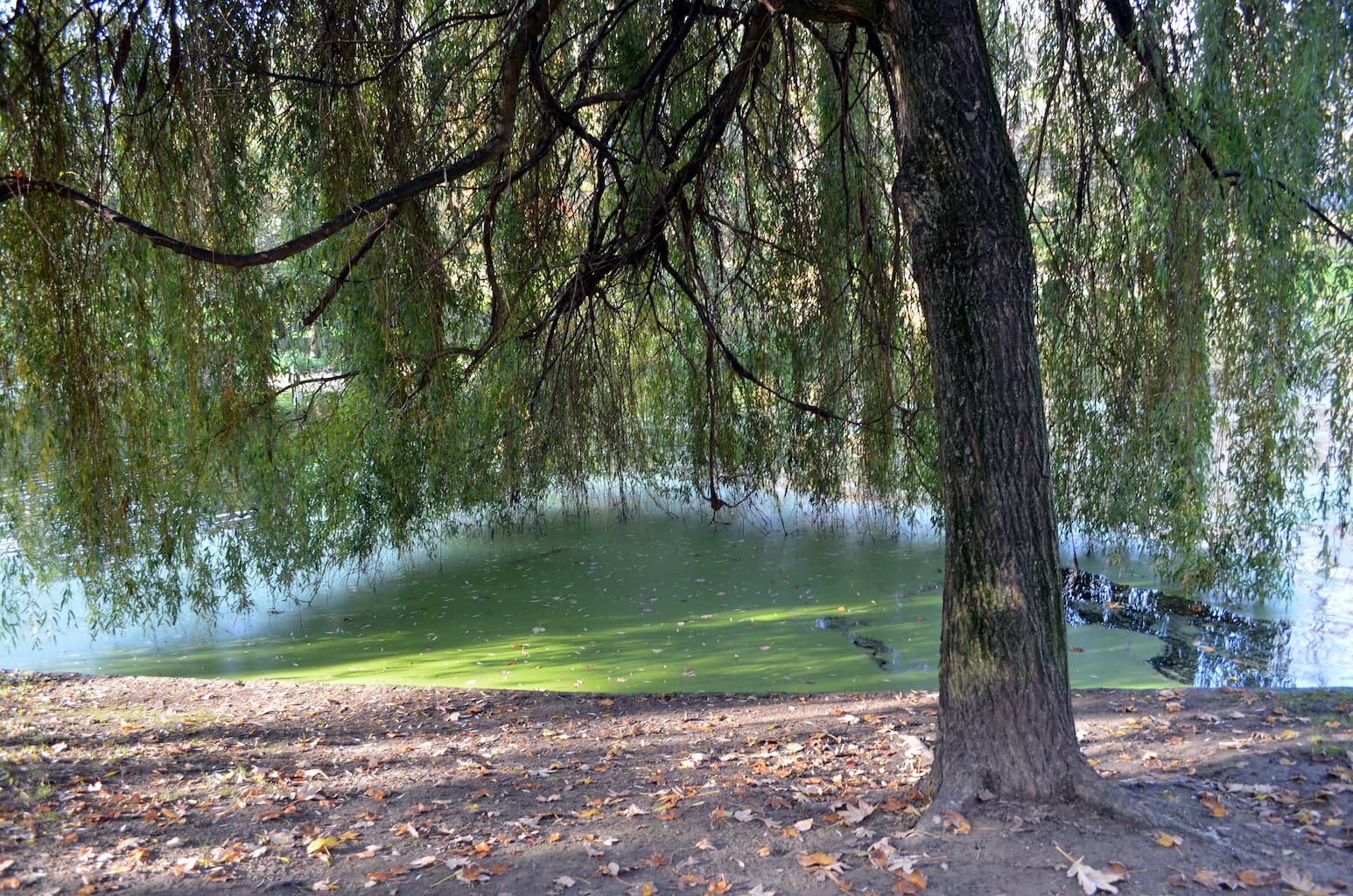 Parc Léopold en Belgique - Wekty