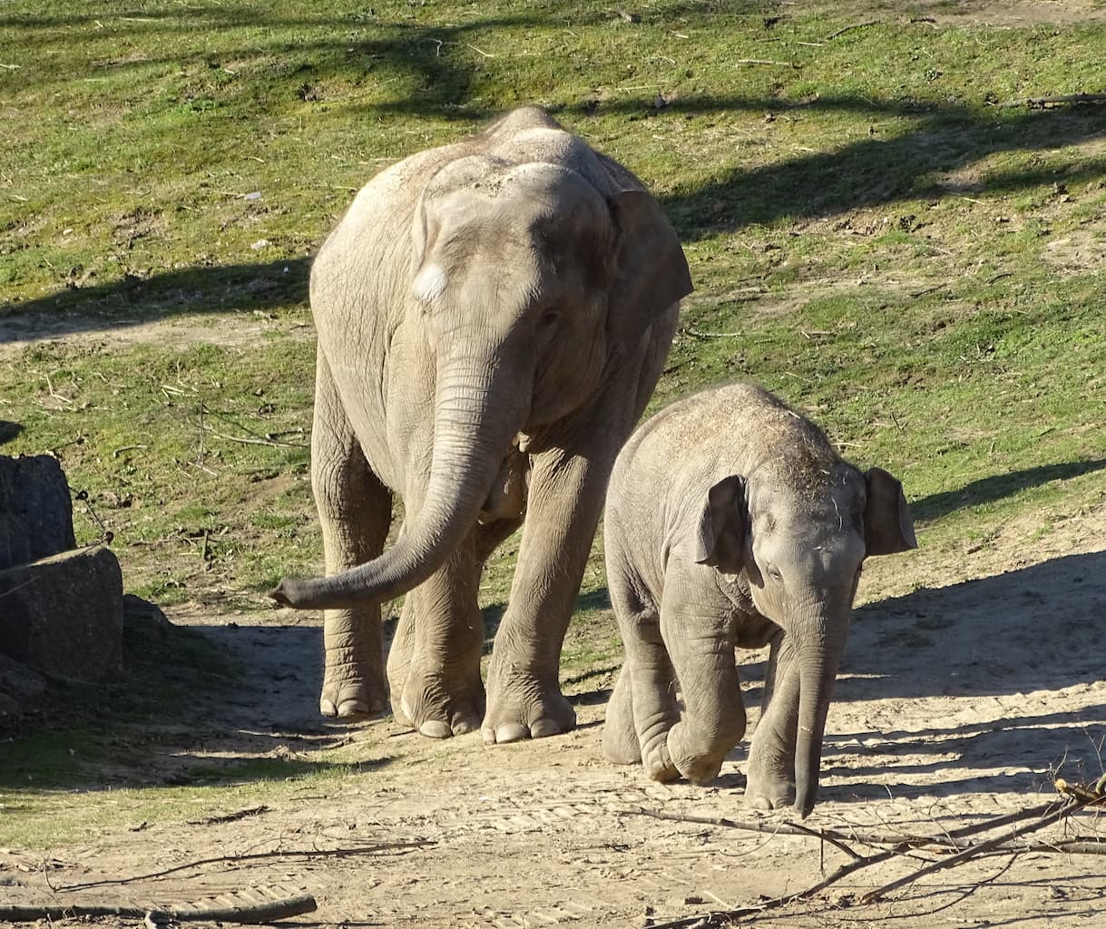 Zoo de Planckendael à Muizen - Zoo - Wekty