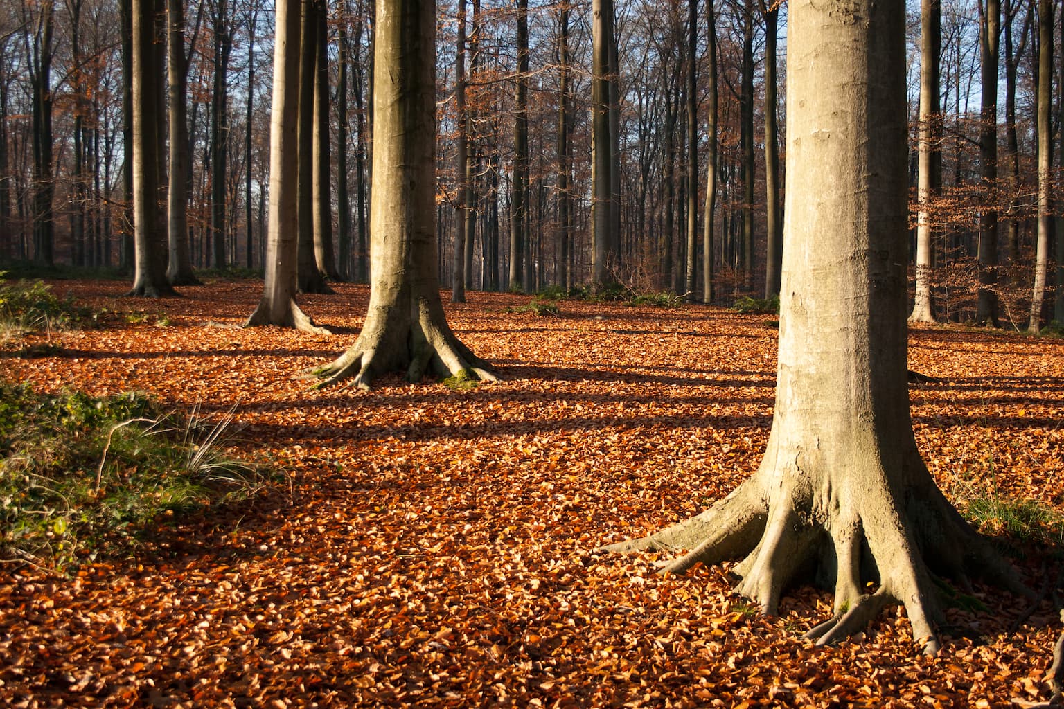 Forêt de Soignes en Belgique - Wekty