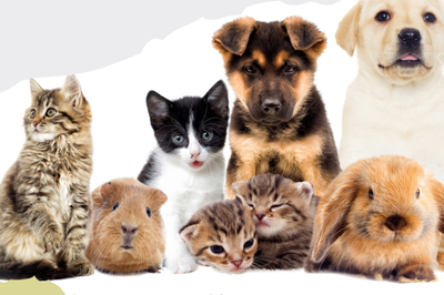 Journée du bien-être animal dans Brabant wallon - Expo / Salon - Wekty