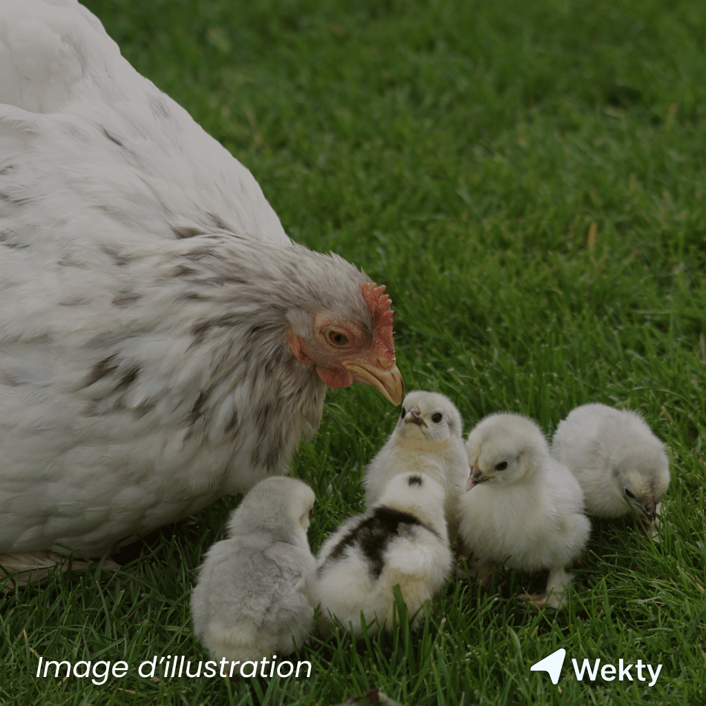Ferme de Bousval en Belgique - Wekty