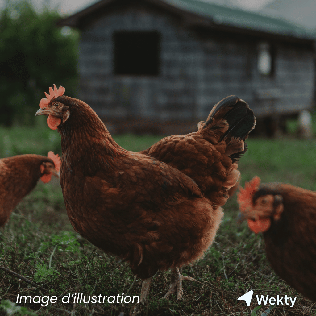 L’Escargotière de Warnant en Belgique - Wekty