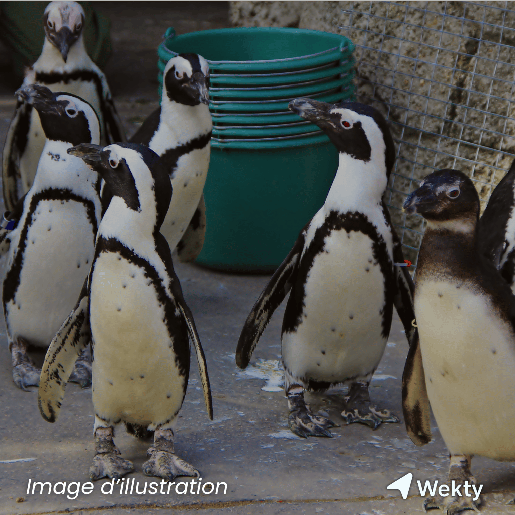 Sea Life en Belgique - Wekty