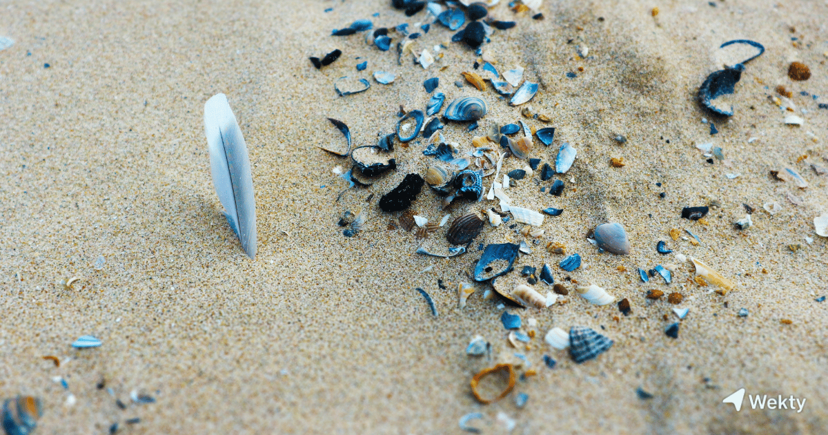 Sorties & idées loisirs à Blankenberge : inspirations pour ton week-end